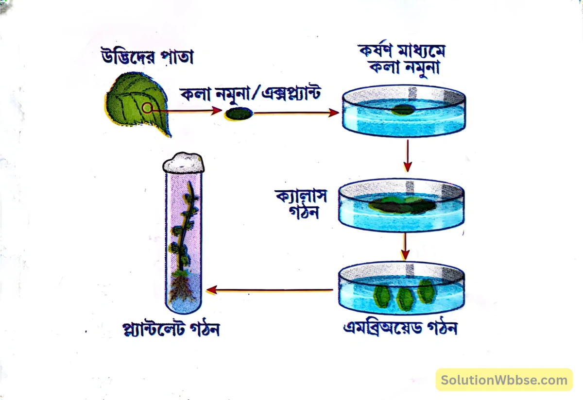 মাধ্যমিক জীবন বিজ্ঞান - জীবনের প্রবহমানতা - জনন - রচনাধর্মী প্রশ্নোত্তর 13 অণুবিস্তারণ পদ্ধতি-