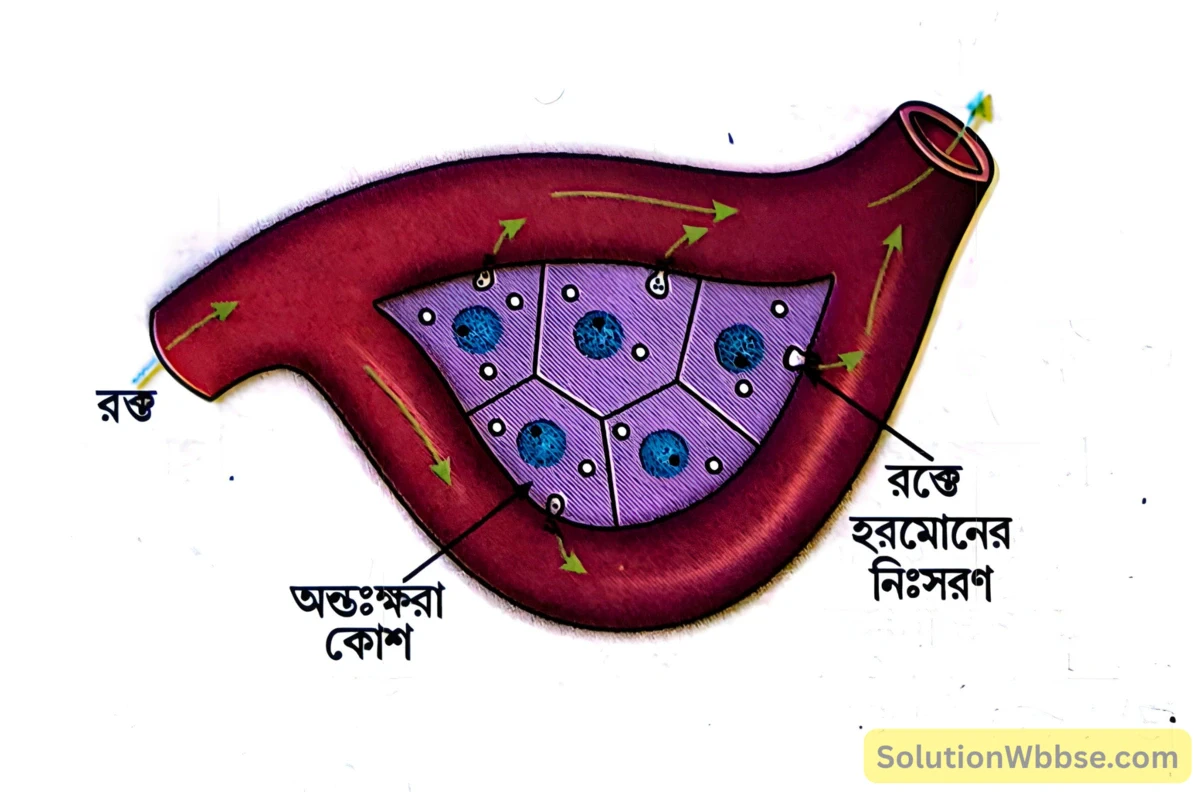 অন্তঃক্ষরা গ্রন্থি