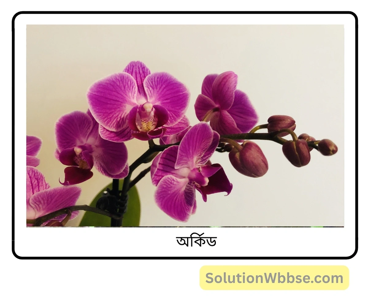 মাধ্যমিক জীবন বিজ্ঞান – জীবনের প্রবহমানতা – সপুষ্পক উদ্ভিদের যৌন জনন – সংক্ষিপ্ত প্রশ্নোত্তর 2 অপ্রতিসম ফুল-অর্কিড