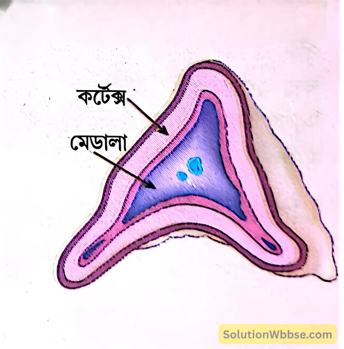 মাধ্যমিক জীবন বিজ্ঞান - জীবজগতে নিয়ন্ত্রণ ও সমন্বয় - প্রাণীদেহে সাড়া প্রদান ও রাসায়নিক সমন্বয়-হরমোন - অতি সংক্ষিপ্ত প্রশ্নোত্তর 4 অ্যাড্রেনাল গ্রন্থির বিভিন্ন অংশ