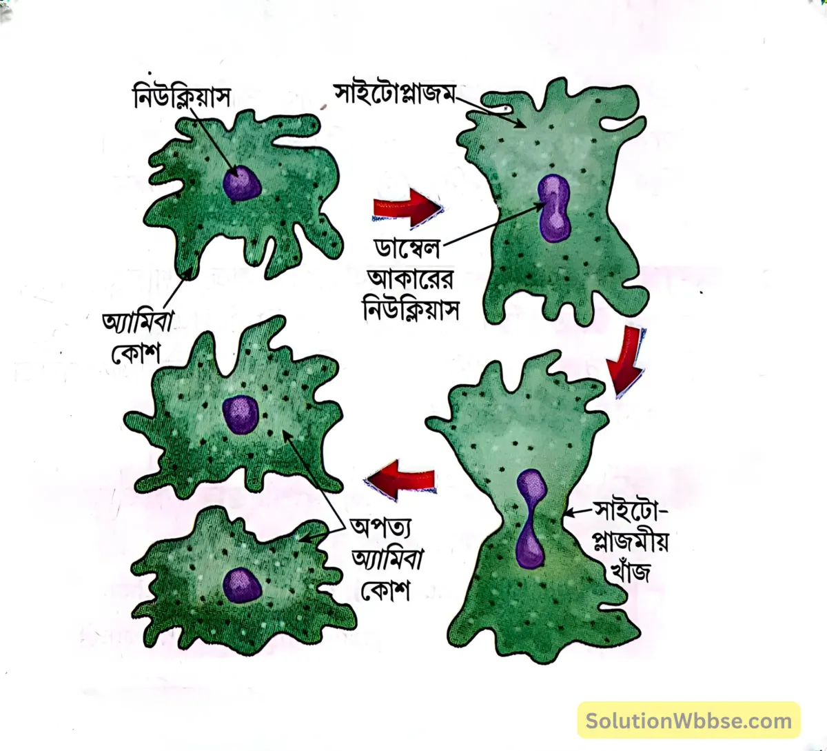 মাধ্যমিক জীবন বিজ্ঞান - জীবনের প্রবহমানতা - জনন - রচনাধর্মী প্রশ্নোত্তর 7 অ্যামিবার দ্বিবিভাজন-