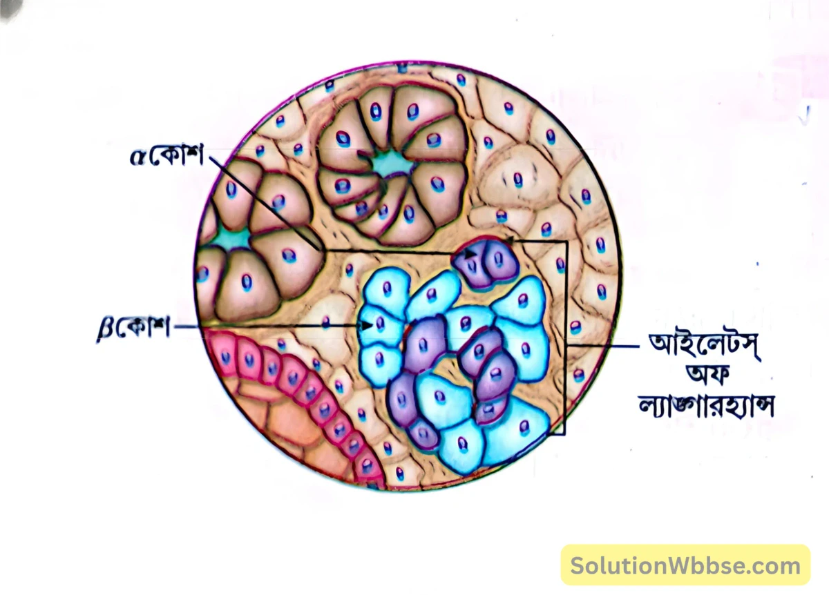 মাধ্যমিক জীবন বিজ্ঞান – জীবজগতে নিয়ন্ত্রণ ও সমন্বয় – প্রাণীদেহে সাড়া প্রদান ও রাসায়নিক সমন্বয় হরমোন – সংক্ষিপ্ত প্রশ্নোত্তর 5 ইনসুলিন ও গ্লুকাগনের উৎস