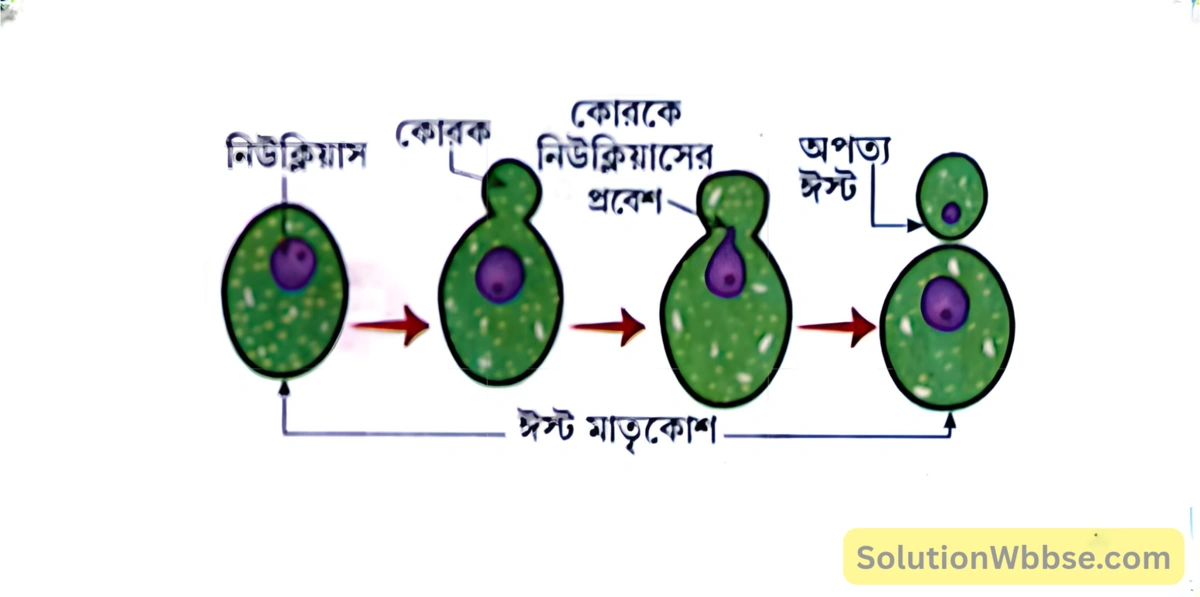 মাধ্যমিক জীবন বিজ্ঞান - জীবনের প্রবহমানতা - জনন - রচনাধর্মী প্রশ্নোত্তর 2 ঈস্ট -এর কোরকোদগম-