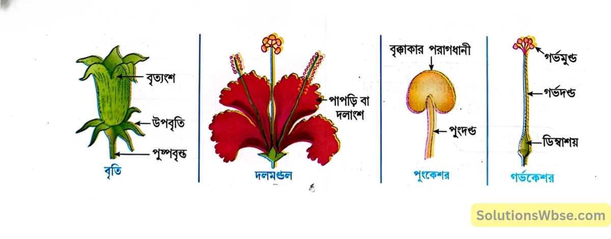 একটি আদর্শ ফুলের বিভিন্ন অংশ-