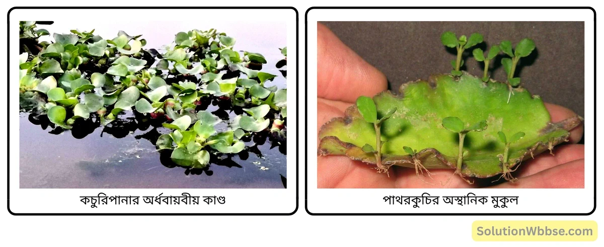 মাধ্যমিক জীবন বিজ্ঞান - জীবনের প্রবহমানতা - জনন - রচনাধর্মী প্রশ্নোত্তর 10 কচুরিপানার অর্ধবায়বীয় কাণ্ড ও পাথরকুচির অস্থানিক মুকুল