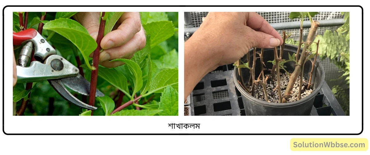 মাধ্যমিক জীবন বিজ্ঞান - জীবনের প্রবহমানতা - জনন - রচনাধর্মী প্রশ্নোত্তর 11 কাটিং বা শাখাকলম