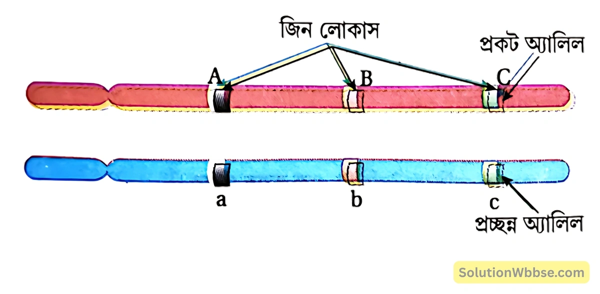 মাধ্যমিক জীবন বিজ্ঞান – বংশগতি এবং কয়েকটি সাধারণ জিনগত রোগ – বংশগতি – অতিসংক্ষিপ্ত প্রশ্নোত্তর 4 ক্রোমোজোমের লোকাসে অবস্থিত জিন
