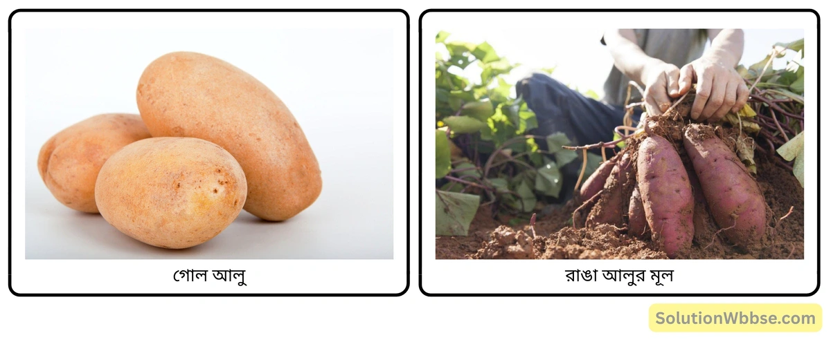 মাধ্যমিক জীবন বিজ্ঞান - জীবনের প্রবহমানতা - জনন - রচনাধর্মী প্রশ্নোত্তর 9 গোল আলু ও রাঙা আলুর মূল