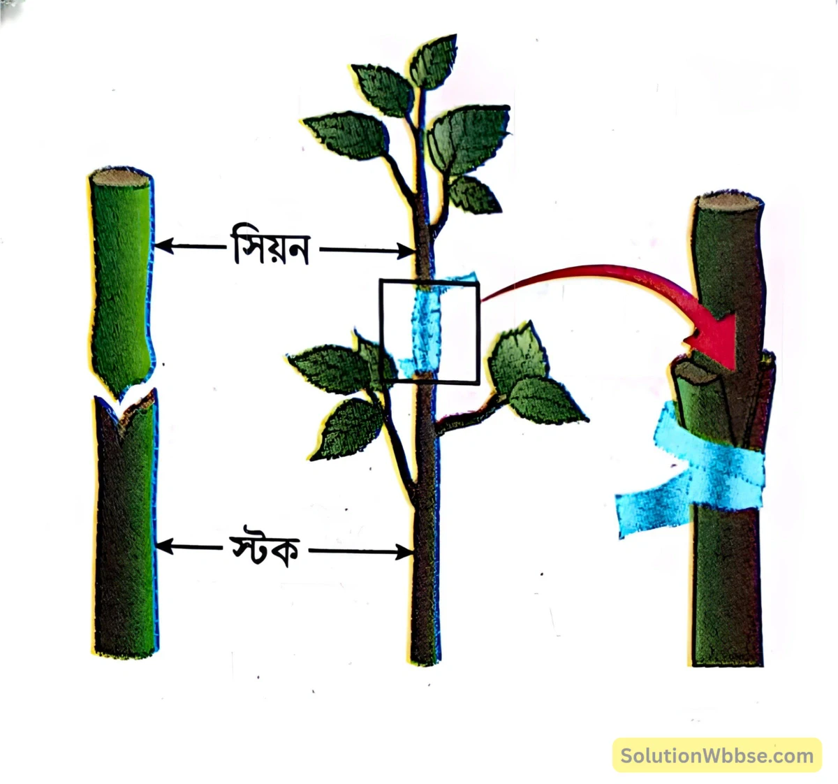 মাধ্যমিক জীবন বিজ্ঞান - জীবনের প্রবহমানতা - জনন - রচনাধর্মী প্রশ্নোত্তর 12 গ্রাফটিং বা জোড়কলম