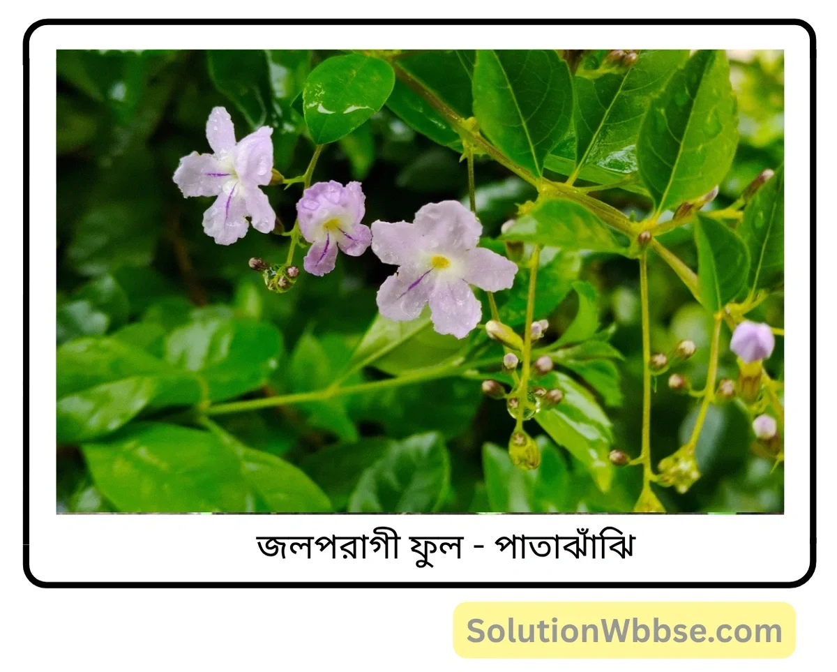 মাধ্যমিক জীবন বিজ্ঞান – জীবনের প্রবহমানতা – সপুষ্পক উদ্ভিদের যৌন জনন – সংক্ষিপ্ত প্রশ্নোত্তর 8 জলপরাগী ফুল-পাতাঝাঁঝি