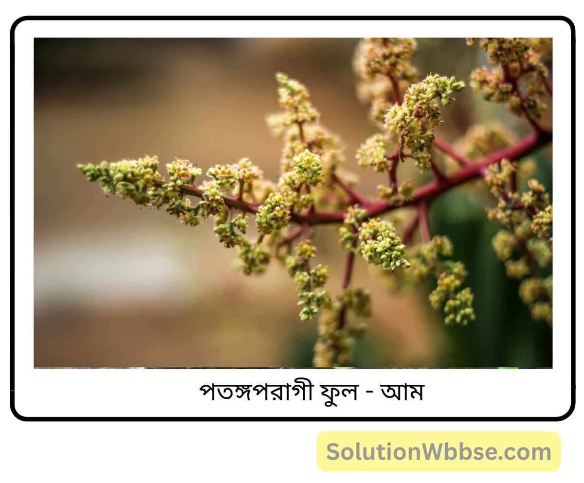 মাধ্যমিক জীবন বিজ্ঞান – জীবনের প্রবহমানতা – সপুষ্পক উদ্ভিদের যৌন জনন – সংক্ষিপ্ত প্রশ্নোত্তর 9 পতঙ্গপরাগী ফুল-আম