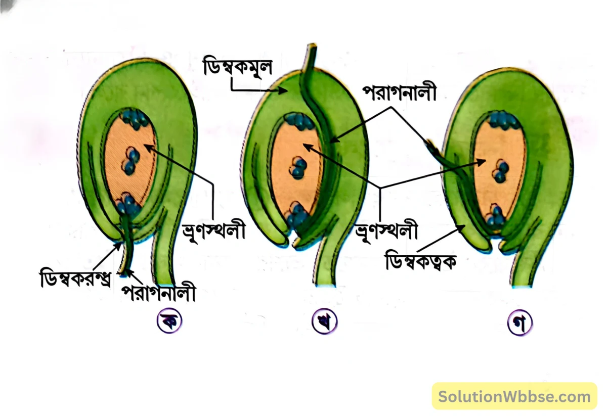 মাধ্যমিক জীবন বিজ্ঞান – জীবনের প্রবহমানতা – সপুষ্পক উদ্ভিদের যৌন জনন – সংক্ষিপ্ত প্রশ্নোত্তর 10 পরাগনালীর ডিম্বকে প্রবেশ-