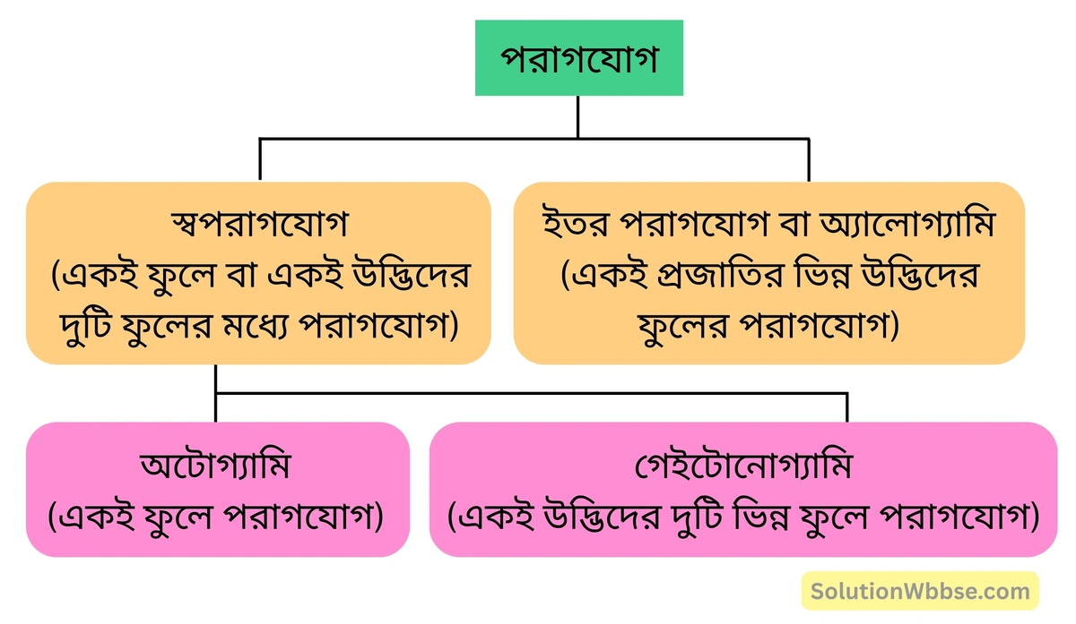 মাধ্যমিক জীবন বিজ্ঞান – জীবনের প্রবহমানতা – সপুষ্পক উদ্ভিদের যৌন জনন – সংক্ষিপ্ত প্রশ্নোত্তর 6 পরাগযোগ চার্টের সাহায্যে
