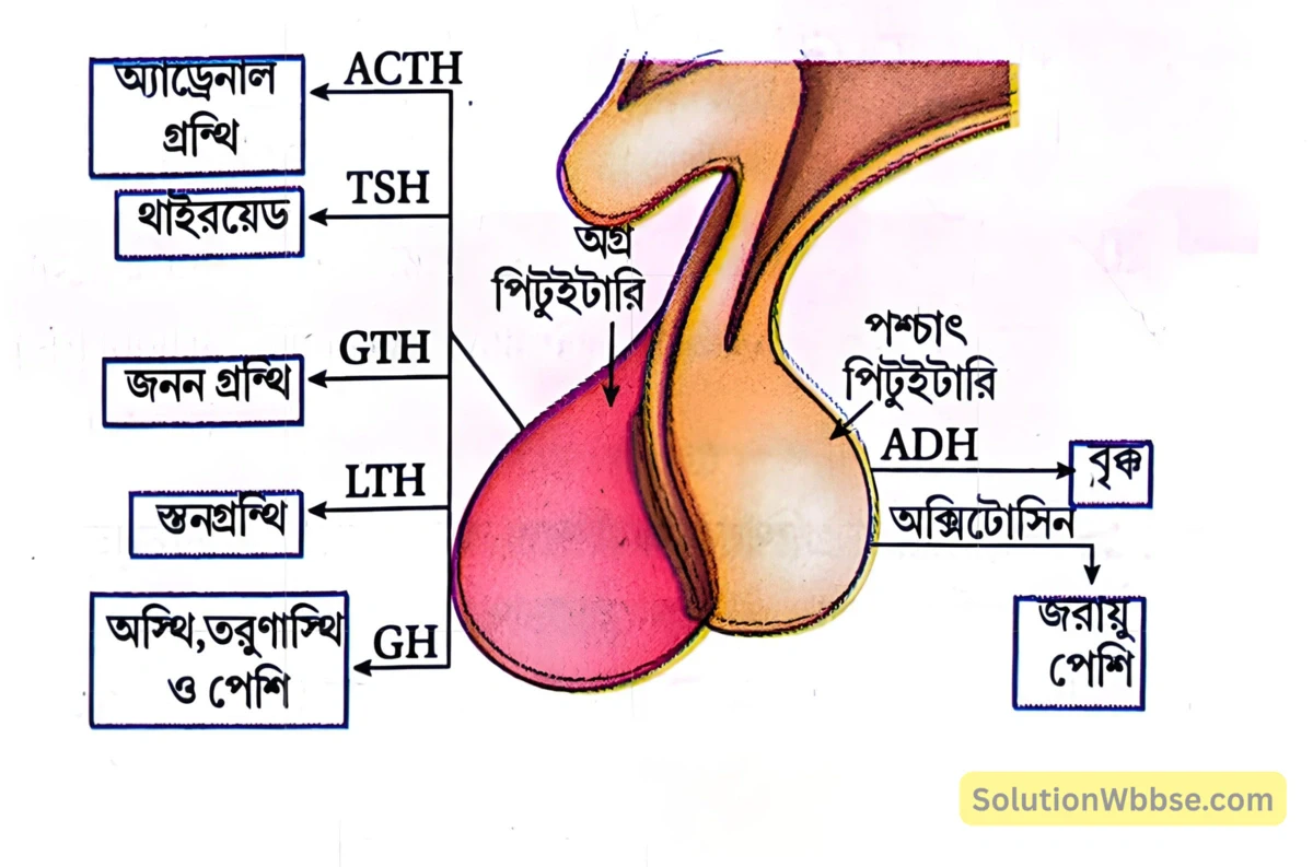 মাধ্যমিক জীবন বিজ্ঞান – জীবজগতে নিয়ন্ত্রণ ও সমন্বয় – প্রাণীদেহে সাড়া প্রদান ও রাসায়নিক সমন্বয় হরমোন – সংক্ষিপ্ত প্রশ্নোত্তর 3 পিটুইটারি নিঃসৃত বিভিন্ন হরমোন ও তাদের কার্যস্থল