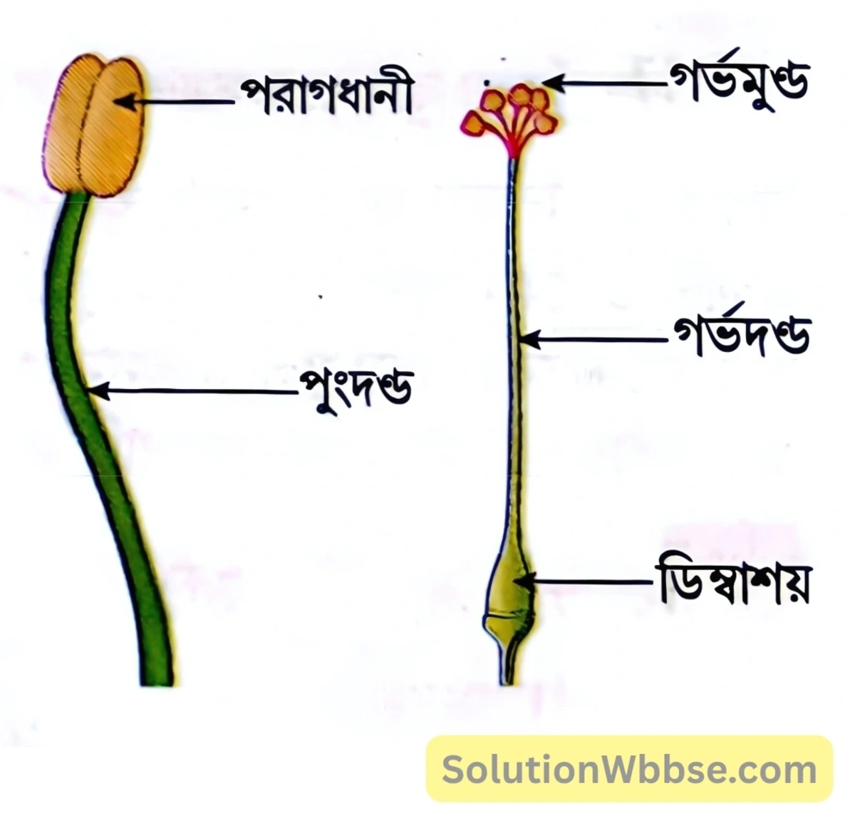 মাধ্যমিক জীবন বিজ্ঞান – জীবনের প্রবহমানতা – সপুষ্পক উদ্ভিদের যৌন জনন – সংক্ষিপ্ত প্রশ্নোত্তর 5 পুংকেশর ও গর্ভকেশর-