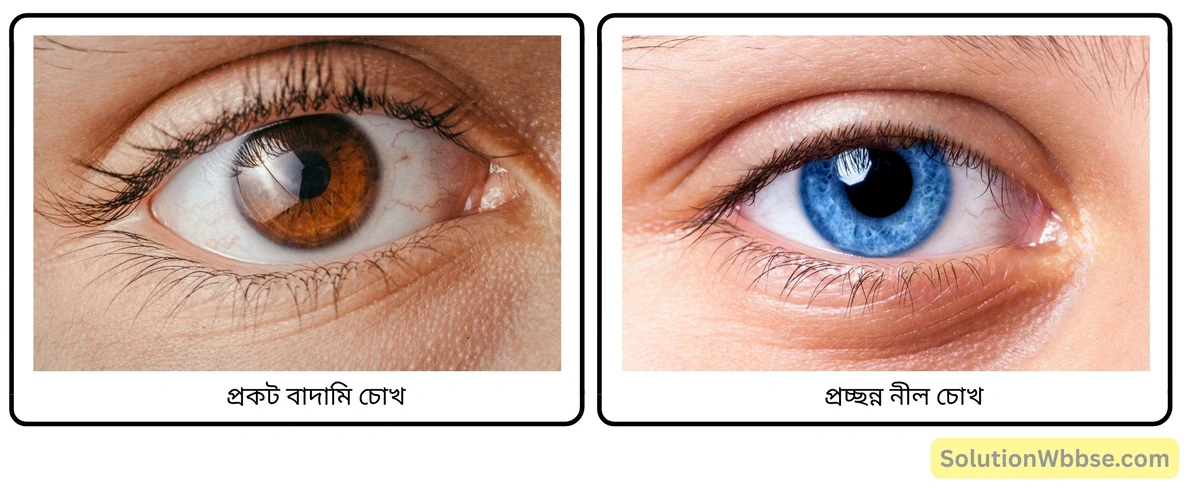প্রকট বাদামি চোখ ও প্রচ্ছন্ন নীল চোখ