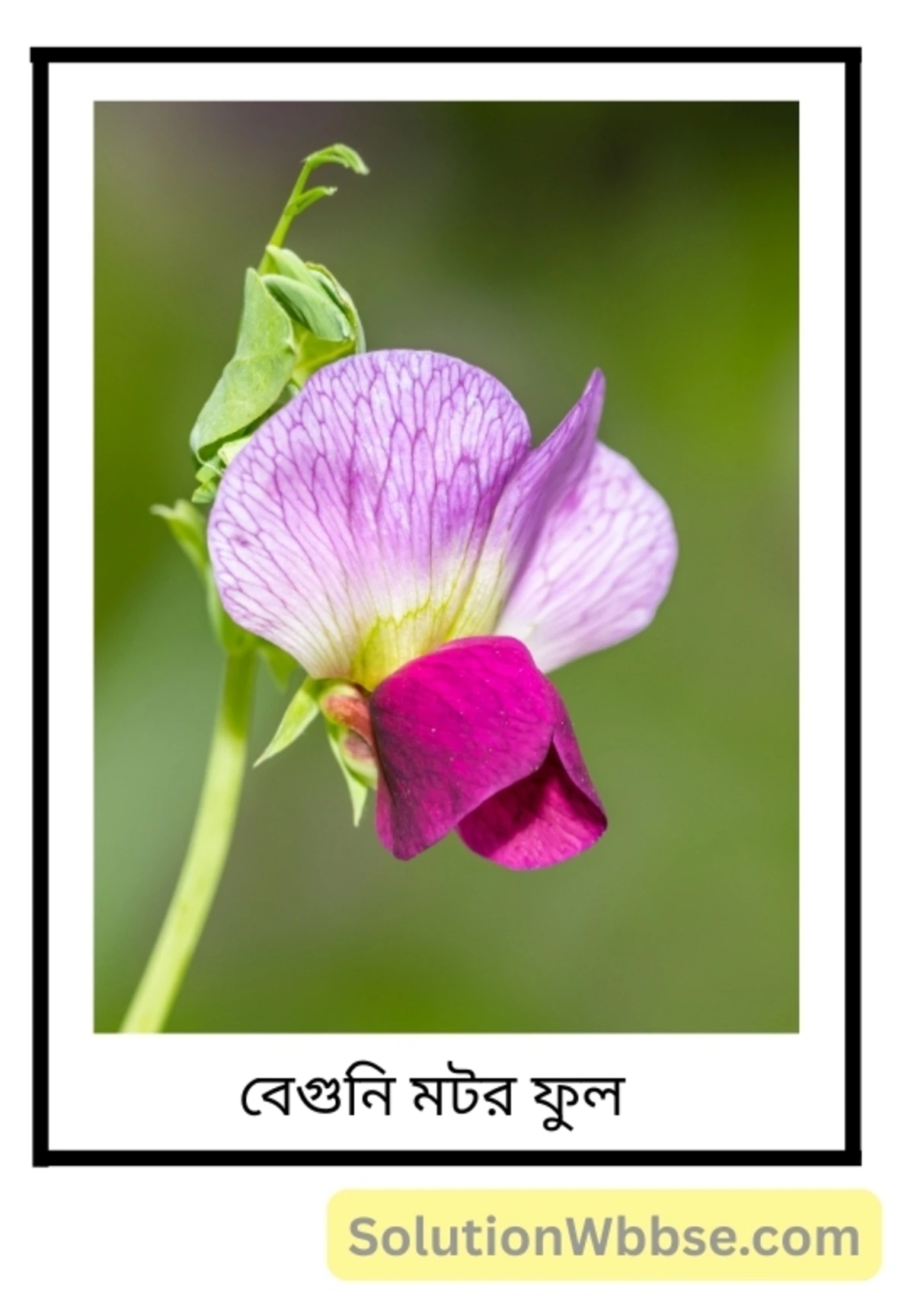 মাধ্যমিক জীবন বিজ্ঞান – বংশগতি এবং কয়েকটি সাধারণ জিনগত রোগ – বংশগতি – অতিসংক্ষিপ্ত প্রশ্নোত্তর 5 প্রকট বৈশিষ্ট্য - বেগুনি মটর ফুল