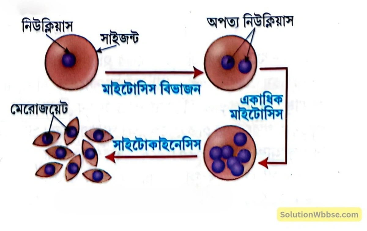 মাধ্যমিক জীবন বিজ্ঞান - জীবনের প্রবহমানতা - জনন - রচনাধর্মী প্রশ্নোত্তর 8 প্লাসমোডিয়াম -এর বিভাজন পদ্ধতি--