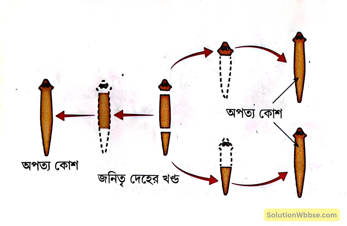 মাধ্যমিক জীবন বিজ্ঞান - জীবনের প্রবহমানতা - জনন - রচনাধর্মী প্রশ্নোত্তর 5 প্ল্যানেরিয়ার পুনরুৎপাদন-