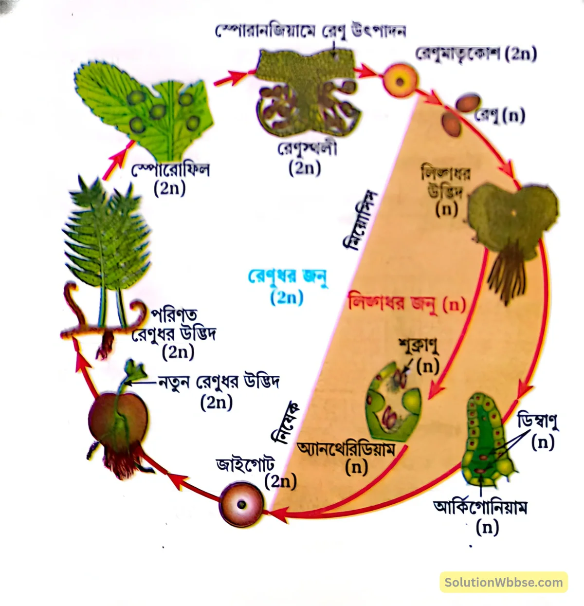 মাধ্যমিক জীবন বিজ্ঞান - জীবনের প্রবহমানতা - জনন - রচনাধর্মী প্রশ্নোত্তর 14 ফার্নের জনুক্রম-