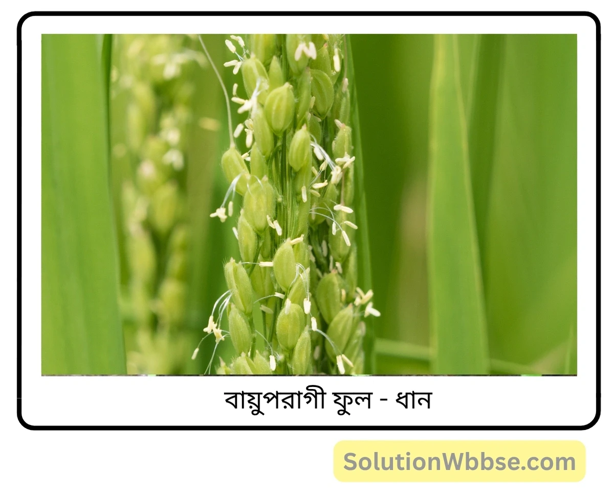 মাধ্যমিক জীবন বিজ্ঞান – জীবনের প্রবহমানতা – সপুষ্পক উদ্ভিদের যৌন জনন – সংক্ষিপ্ত প্রশ্নোত্তর 7 বায়ুপরাগী ফুল-ধান