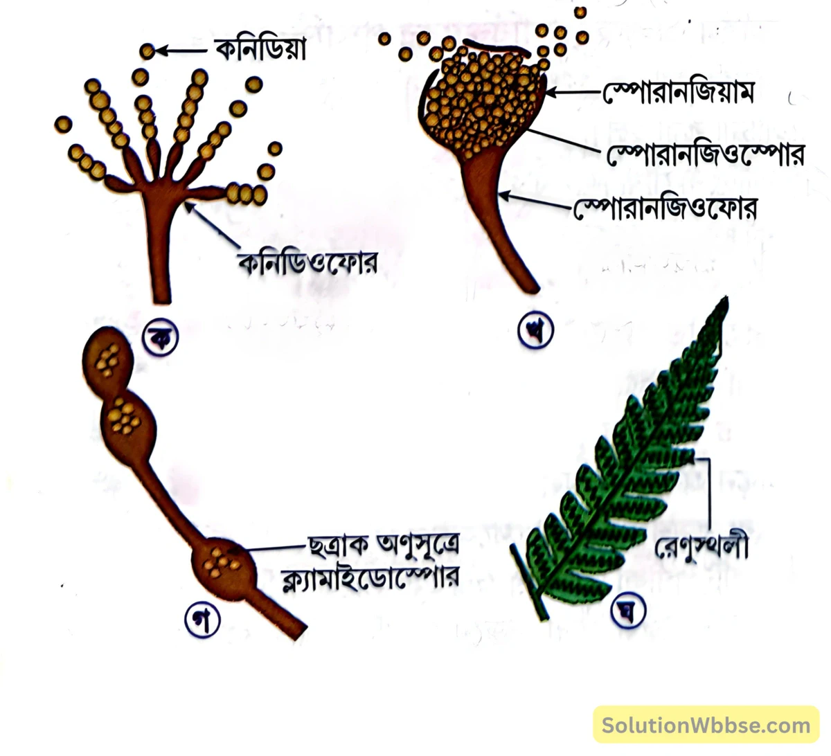 মাধ্যমিক জীবন বিজ্ঞান - জীবনের প্রবহমানতা - জনন - রচনাধর্মী প্রশ্নোত্তর 6 বিভিন্ন প্রকার রেণু-