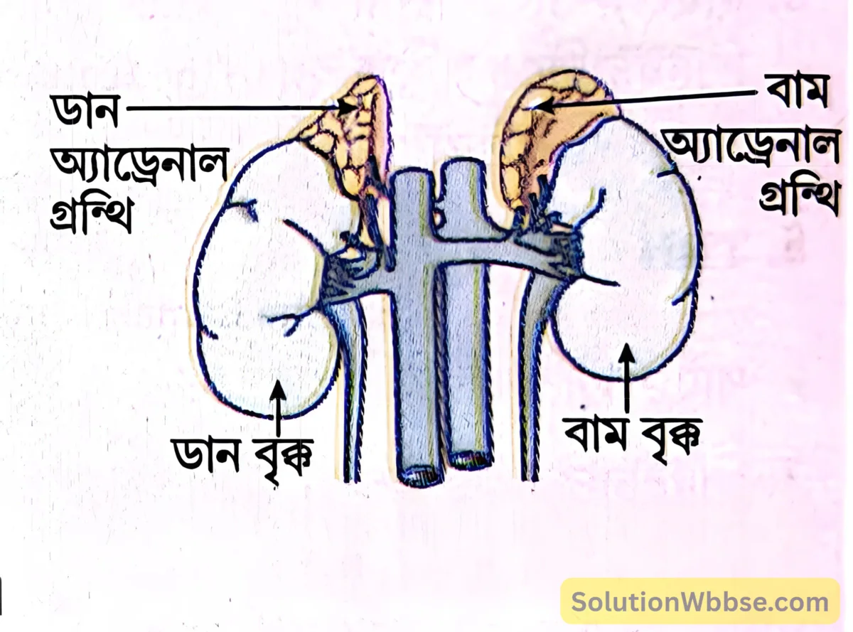 মাধ্যমিক জীবন বিজ্ঞান - জীবজগতে নিয়ন্ত্রণ ও সমন্বয় - প্রাণীদেহে সাড়া প্রদান ও রাসায়নিক সমন্বয়-হরমোন - অতি সংক্ষিপ্ত প্রশ্নোত্তর 3 বৃক্কের ওপরে অবস্থিত অ্যাড্রেনাল গ্রন্থি