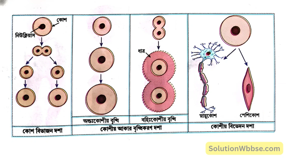 মাধ্যমিক জীবন বিজ্ঞান – জীবনের প্রবহমানতা – বৃদ্ধি ও বিকাশ – রচনাধর্মী প্রশ্নোত্তর 2 বৃদ্ধির প্রধান তিনটি দশা