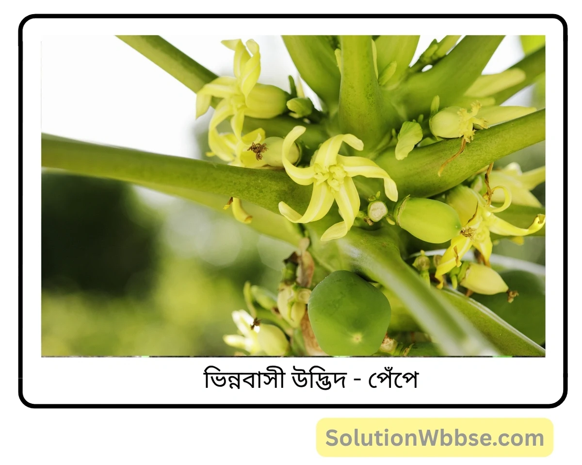 মাধ্যমিক জীবন বিজ্ঞান – জীবনের প্রবহমানতা – সপুষ্পক উদ্ভিদের যৌন জনন – সংক্ষিপ্ত প্রশ্নোত্তর 4 ভিন্নবাসী উদ্ভিদ-পেঁপে