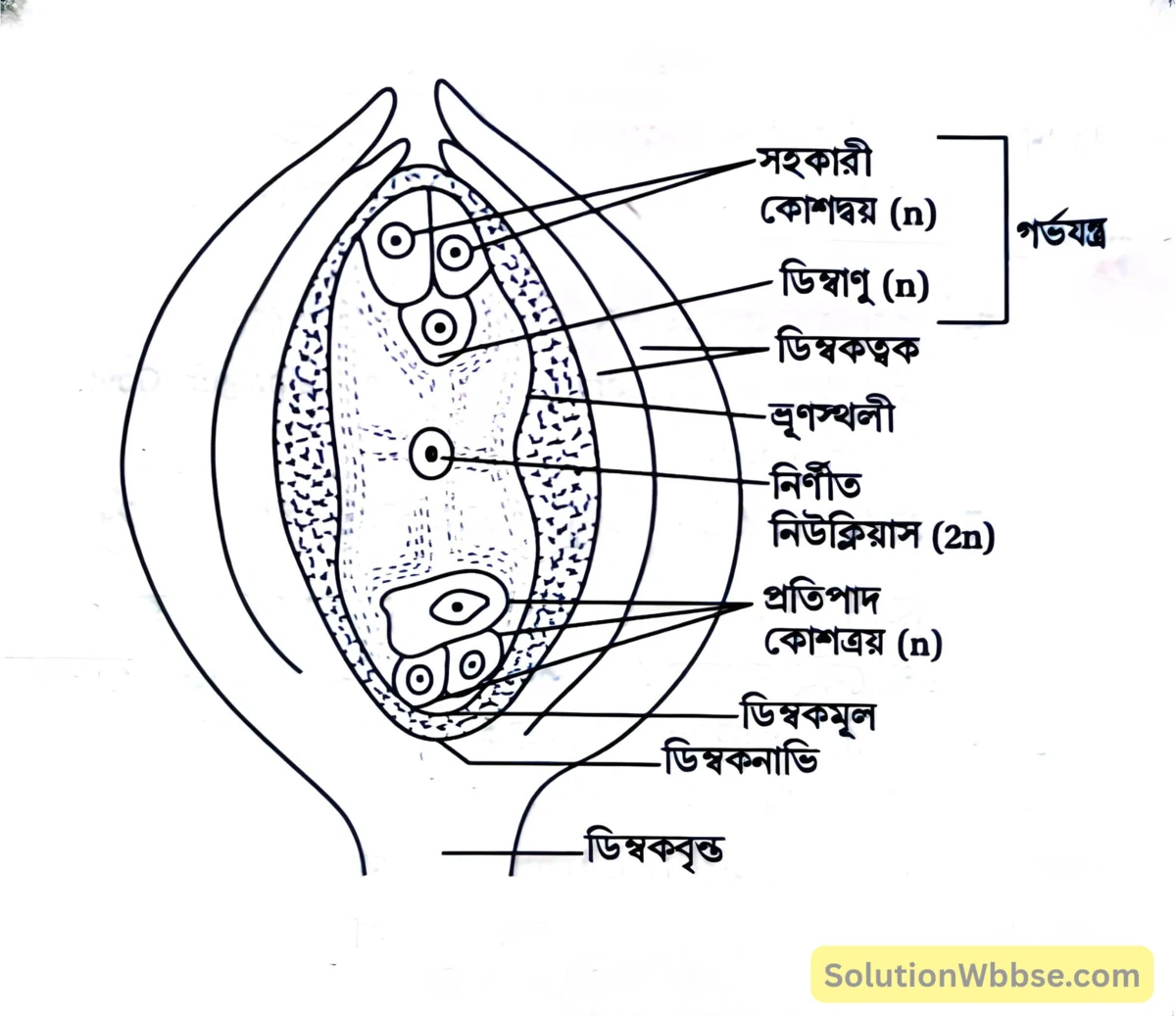 লম্বচ্ছেদে ডিম্বকের গঠন-
