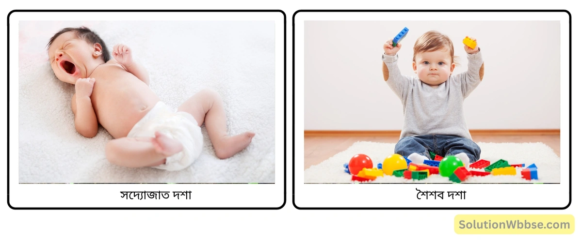 মাধ্যমিক জীবন বিজ্ঞান – জীবনের প্রবহমানতা – বৃদ্ধি ও বিকাশ – রচনাধর্মী প্রশ্নোত্তর 3 সদ্যোজাত দশা ও শৈশব দশা