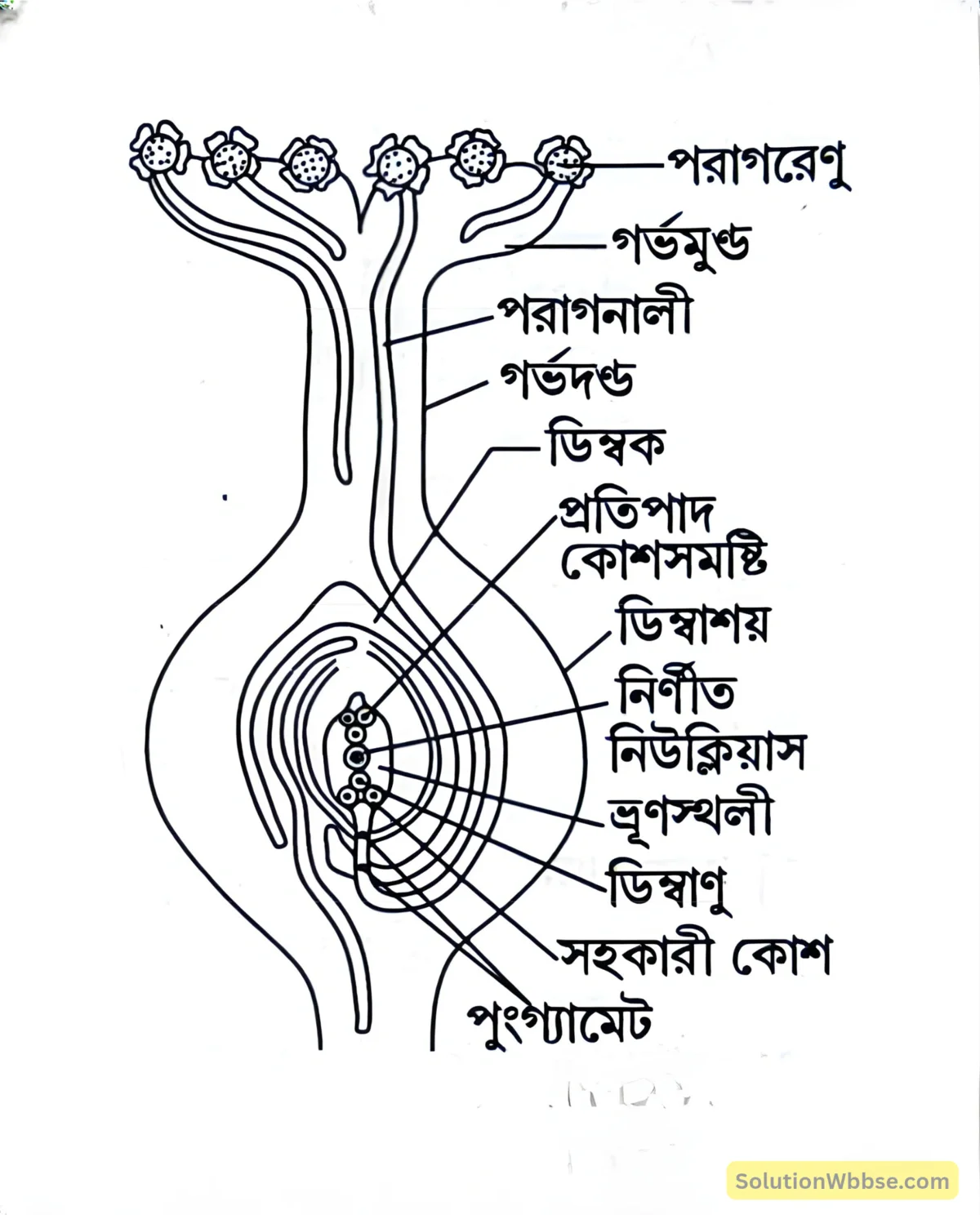 সপুষ্পক উদ্ভিদের নিষেক পদ্ধতি-