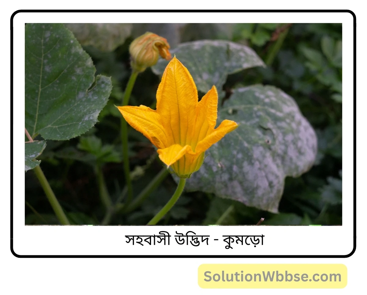 মাধ্যমিক জীবন বিজ্ঞান – জীবনের প্রবহমানতা – সপুষ্পক উদ্ভিদের যৌন জনন – সংক্ষিপ্ত প্রশ্নোত্তর 3 সহবাসী উদ্ভিদ-কুমড়ো