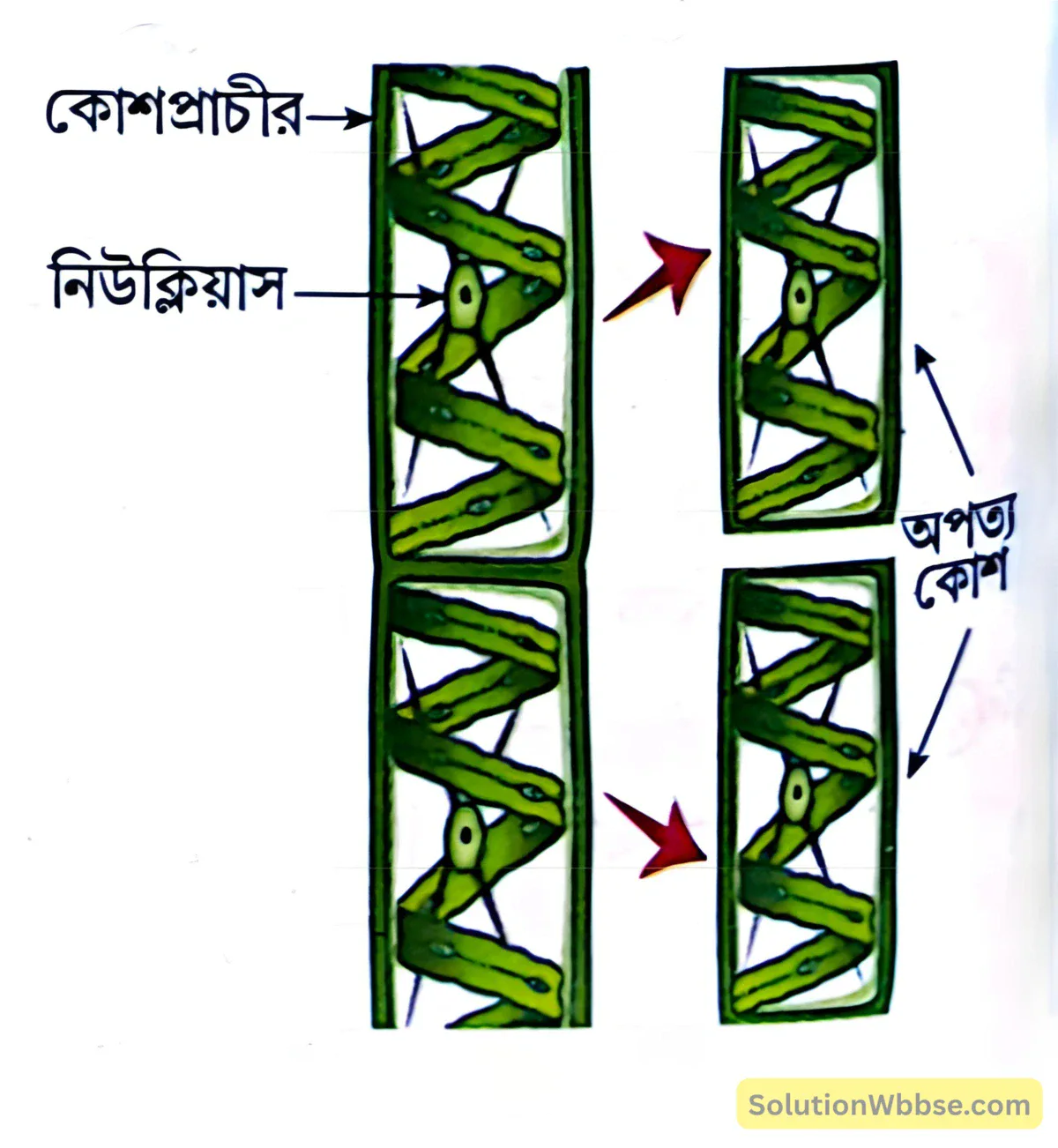 মাধ্যমিক জীবন বিজ্ঞান - জীবনের প্রবহমানতা - জনন - রচনাধর্মী প্রশ্নোত্তর 4 স্পাইরোগাইরার খণ্ডীভবন-