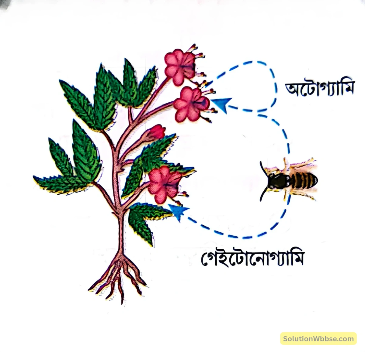 স্বপরাগযোগ-