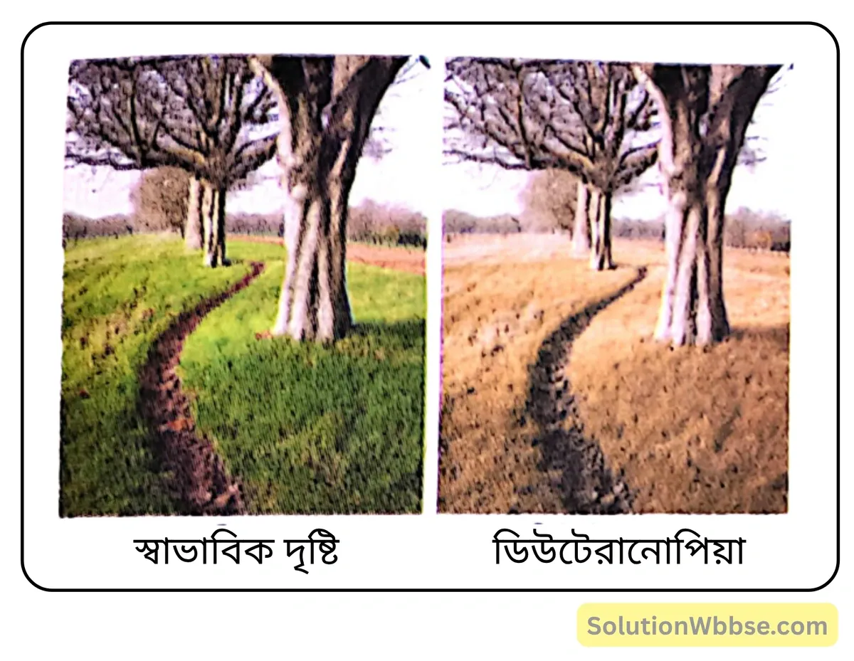 মাধ্যমিক জীবন বিজ্ঞান – বংশগতি এবং কয়েকটি সাধারণ জিনগত রোগ – কয়েকটি সাধারণ জিনগত রোগ – অতিসংক্ষিপ্ত প্রশ্নোত্তর 5 স্বাভাবিক দৃষ্টি ও ডিউটেরানোপ ব্যক্তির দৃষ্টি
