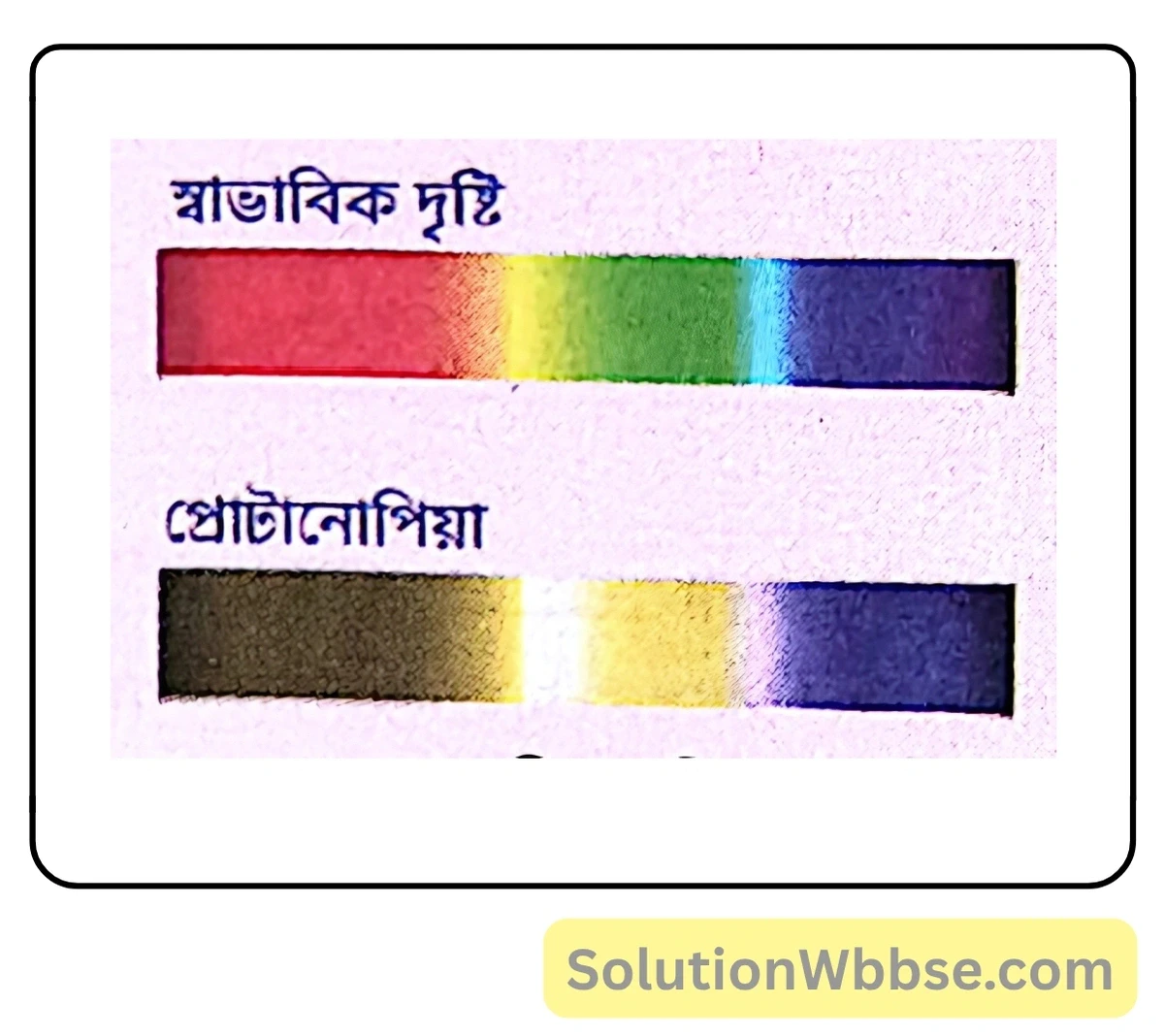 মাধ্যমিক জীবন বিজ্ঞান – বংশগতি এবং কয়েকটি সাধারণ জিনগত রোগ – কয়েকটি সাধারণ জিনগত রোগ – অতিসংক্ষিপ্ত প্রশ্নোত্তর 4 স্বাভাবিক দৃষ্টি ও প্রোটানোপ ব্যক্তির দৃষ্টি