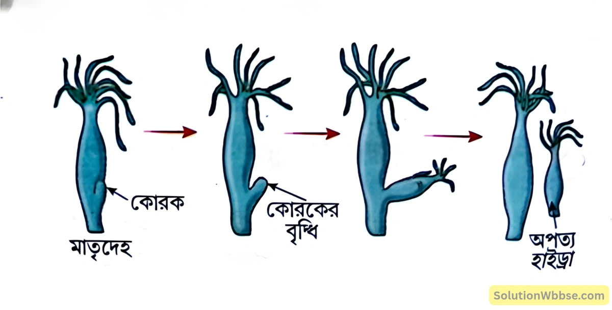 মাধ্যমিক জীবন বিজ্ঞান - জীবনের প্রবহমানতা - জনন - রচনাধর্মী প্রশ্নোত্তর 3 হাইড্রা -এর কোরকোদগম-