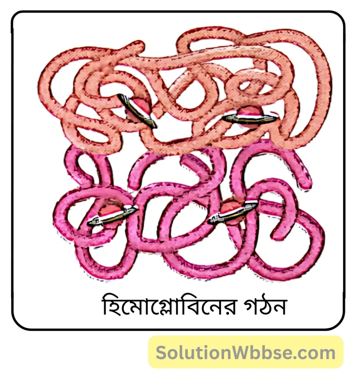 মাধ্যমিক জীবন বিজ্ঞান – বংশগতি এবং কয়েকটি সাধারণ জিনগত রোগ – কয়েকটি সাধারণ জিনগত রোগ – অতিসংক্ষিপ্ত প্রশ্নোত্তর 3 হিমোগ্লোবিনের গঠন