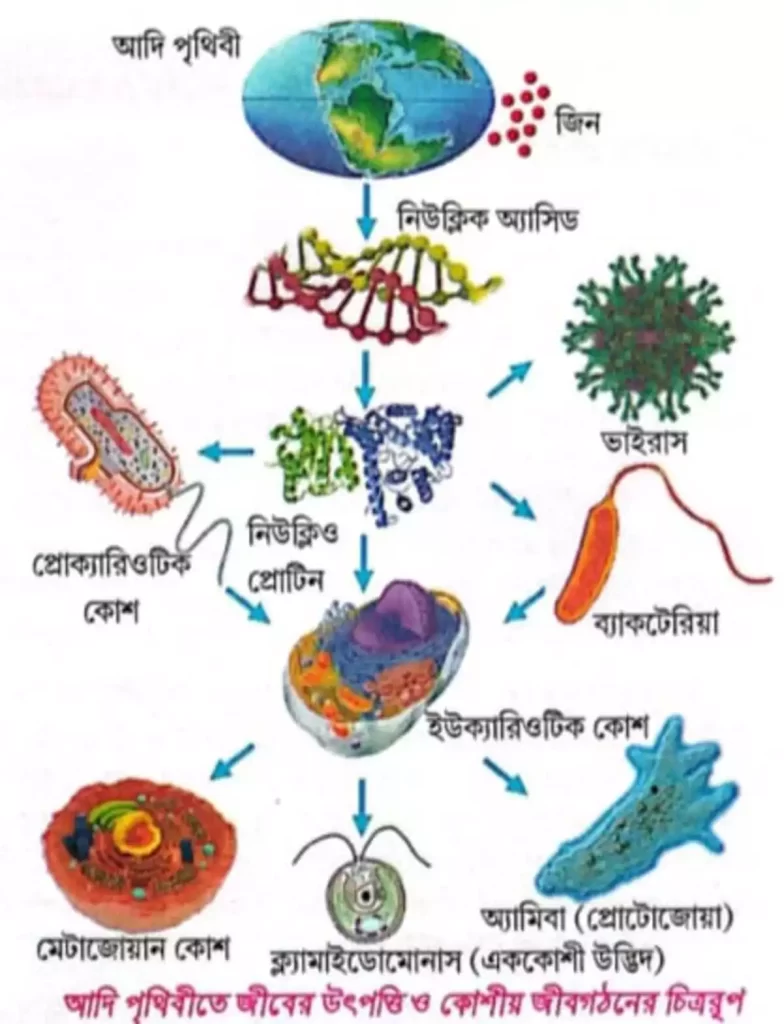 আদি পৃথিবীতে জীবের উৎপত্তি ও কোশীয় জঈবগঠনএর চিত্ররুপ