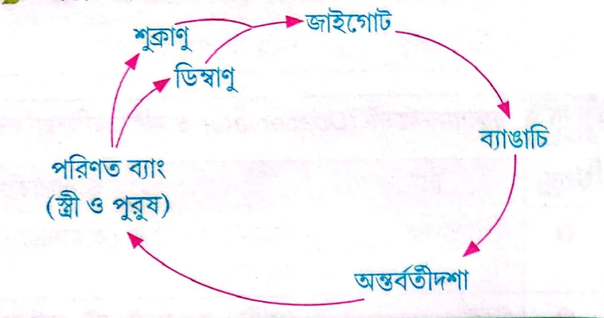 একটি প্রাণীর জীবনচক্র হল ব্যাঙের জীবনচক্র