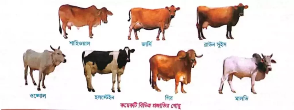 কয়েকটি বিভিন্ন প্রজাতির গরু