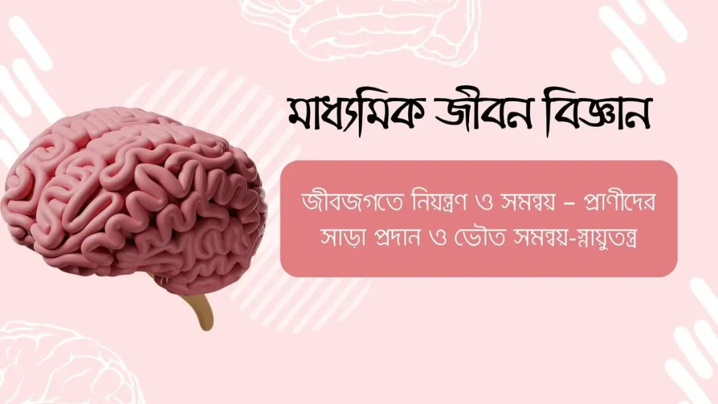 জীবজগতে নিয়ন্ত্রণ ও সমন্বয় – প্রাণীদের সাড়া প্রদান ও ভৌত সমন্বয়-স্নায়ুতন্ত্র 