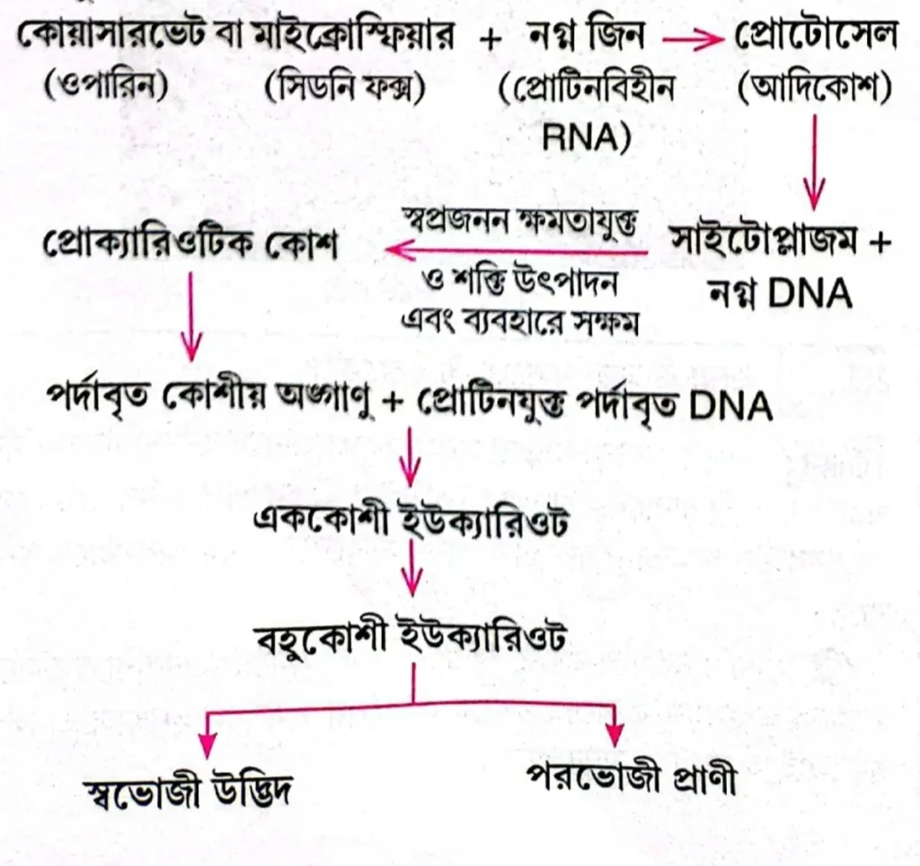 বায়োজেনির পর্যায়গুলি ছকের মাধ্যমে উল্লেখ করো