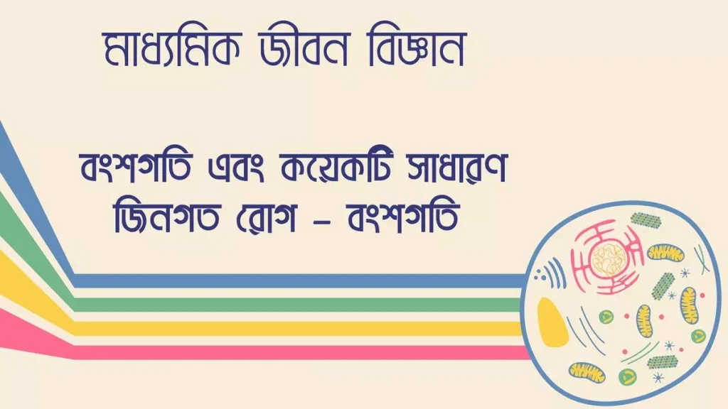 মাধ্যমিক জীবন বিজ্ঞান – বংশগতি এবং কয়েকটি সাধারণ জিনগত রোগ – বংশগতি