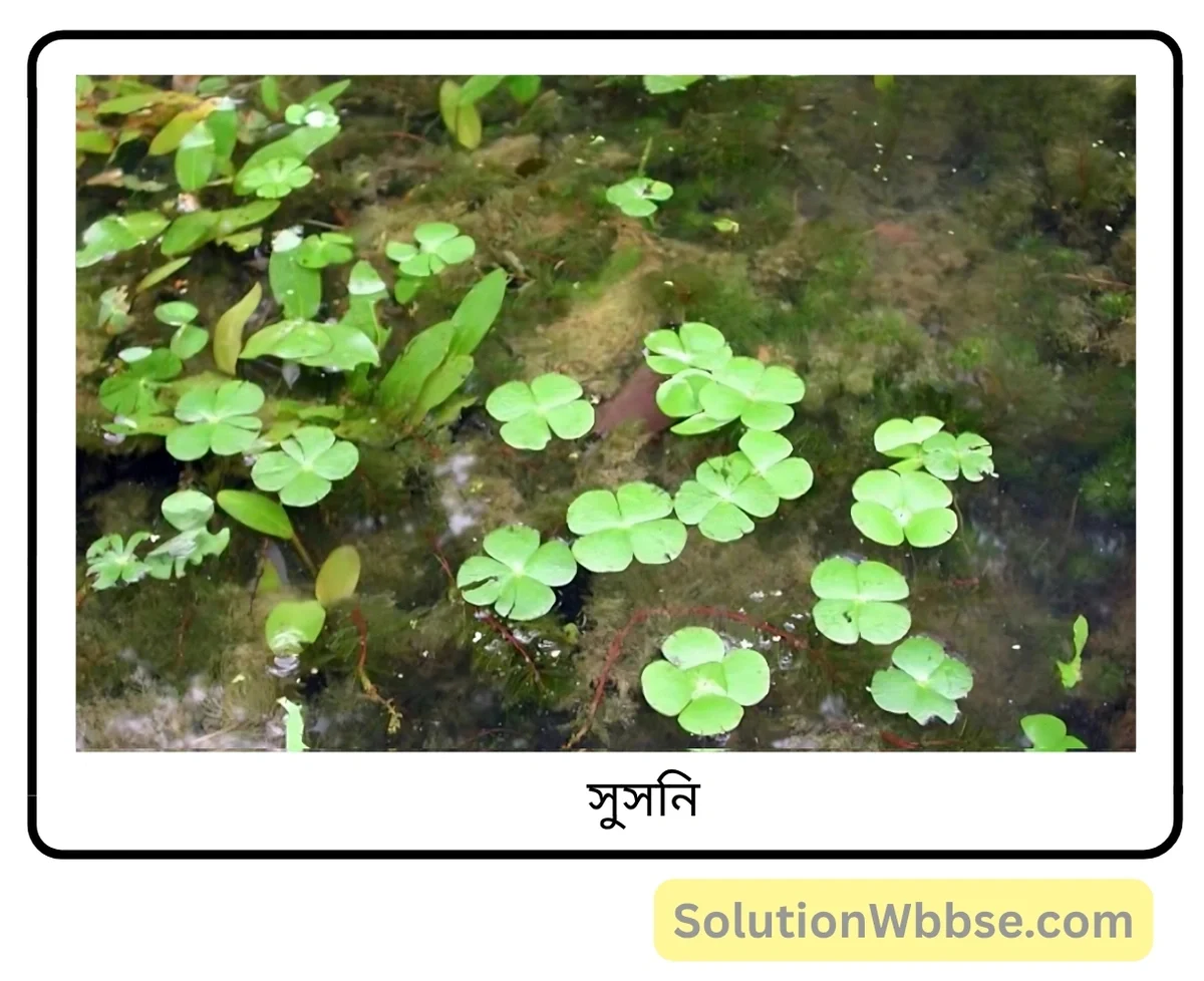 সুসনি