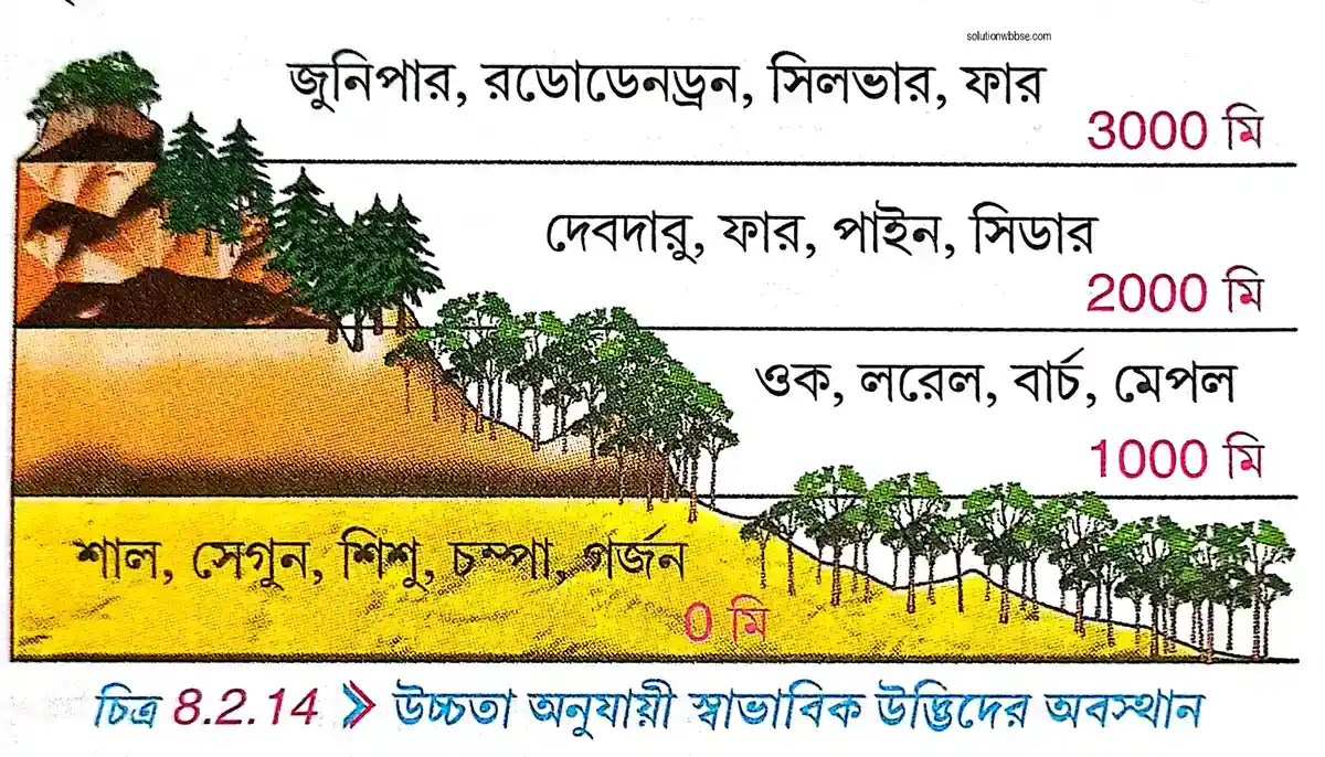 নবম শ্রেণী - ভূগোল - পশ্চিমবঙ্গ (প্রাকৃতিক পরিবেশ) - রচনাধর্মী প্রশ্নোত্তর 15 পশ্চিমবঙ্গের স্বাভাবিক উদ্ভিদের বর্ণনা দাও।