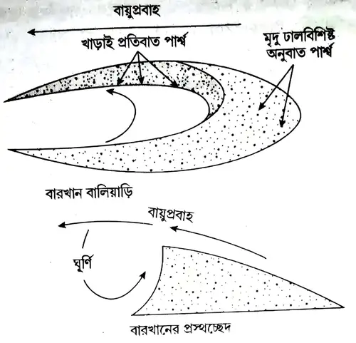 বারখান বালিয়াড়ির বৈশিষ্ট্যগুলি লেখো।