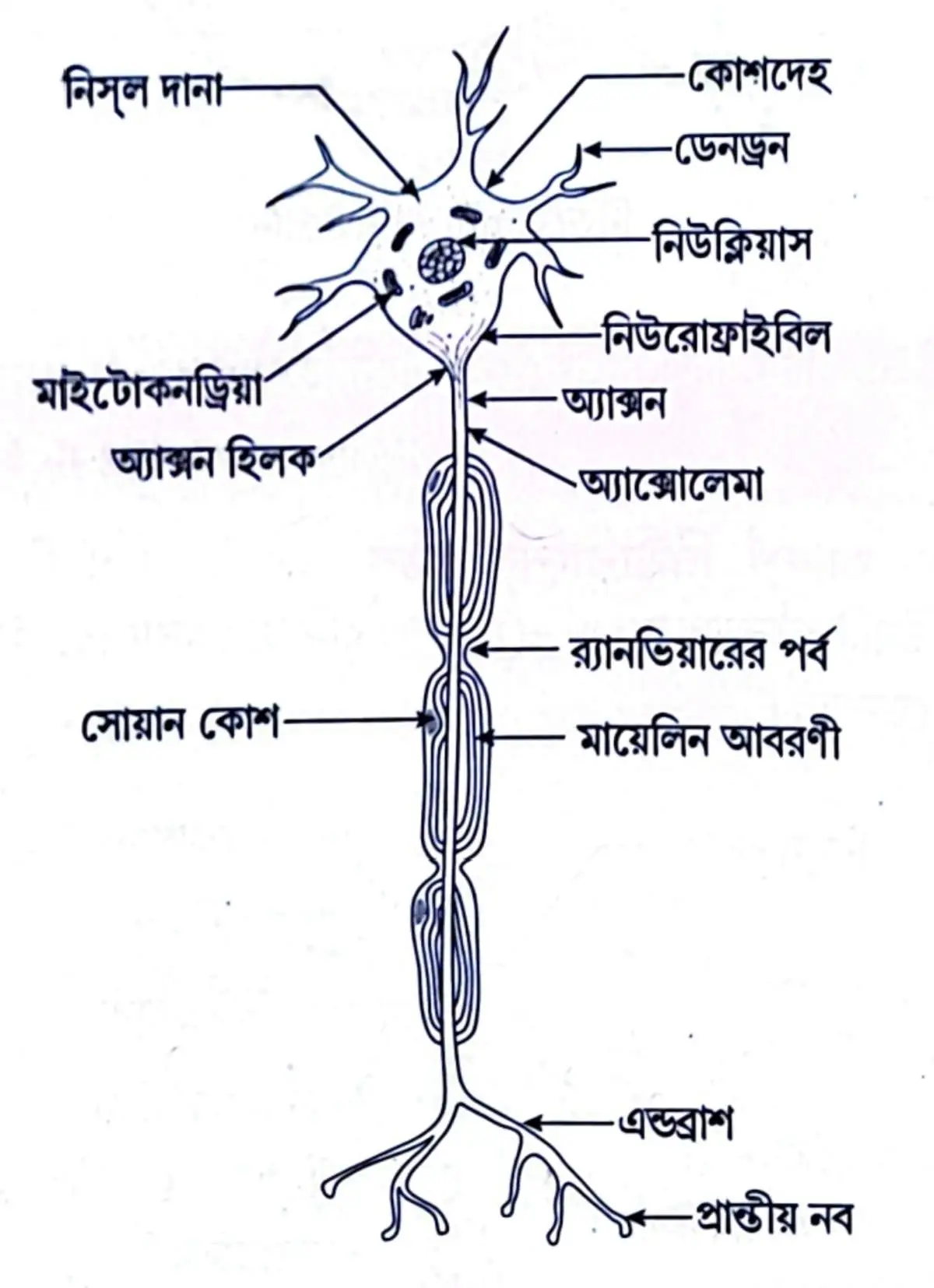 আদর্শ নিউরোনের পরিচ্ছন্ন চিত্র