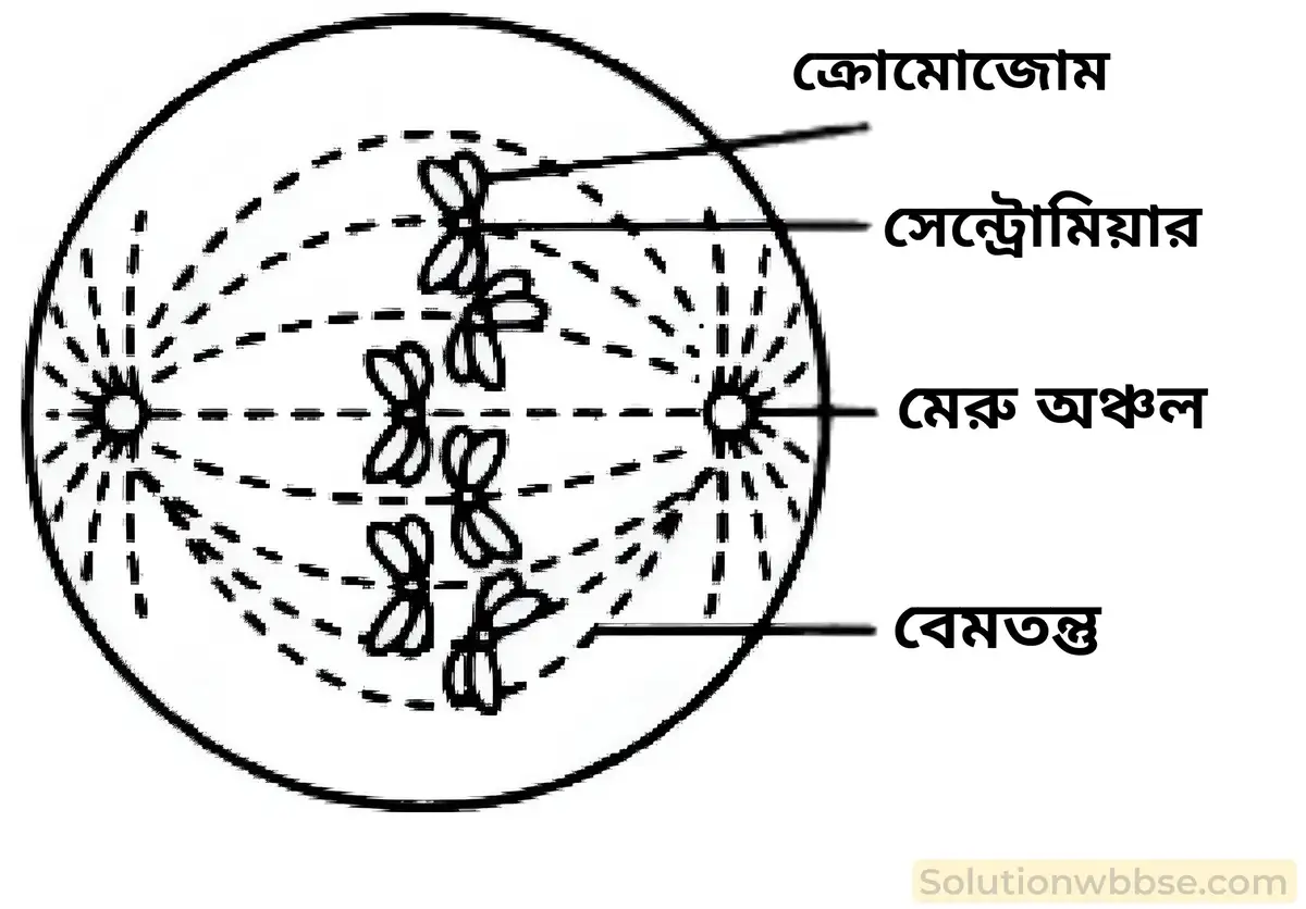 একটি উদ্ভিদকোশ বা একটি প্রানীকোশ –এর মাইটোসিস কোশ বিভাজনের মেটাফেজ দশার পরিচ্ছন্ন চিত্র অংকন করো এবং নিম্নলিখিত অংশগুলি চিহ্নিত করো।